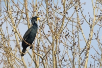 2588 Phalacrocorax carbo (Cormorano, adulto in abito nuziale)
